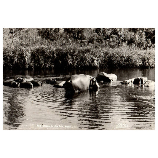 Vintage Postcard Hippo in the Sabi River Artco AC9