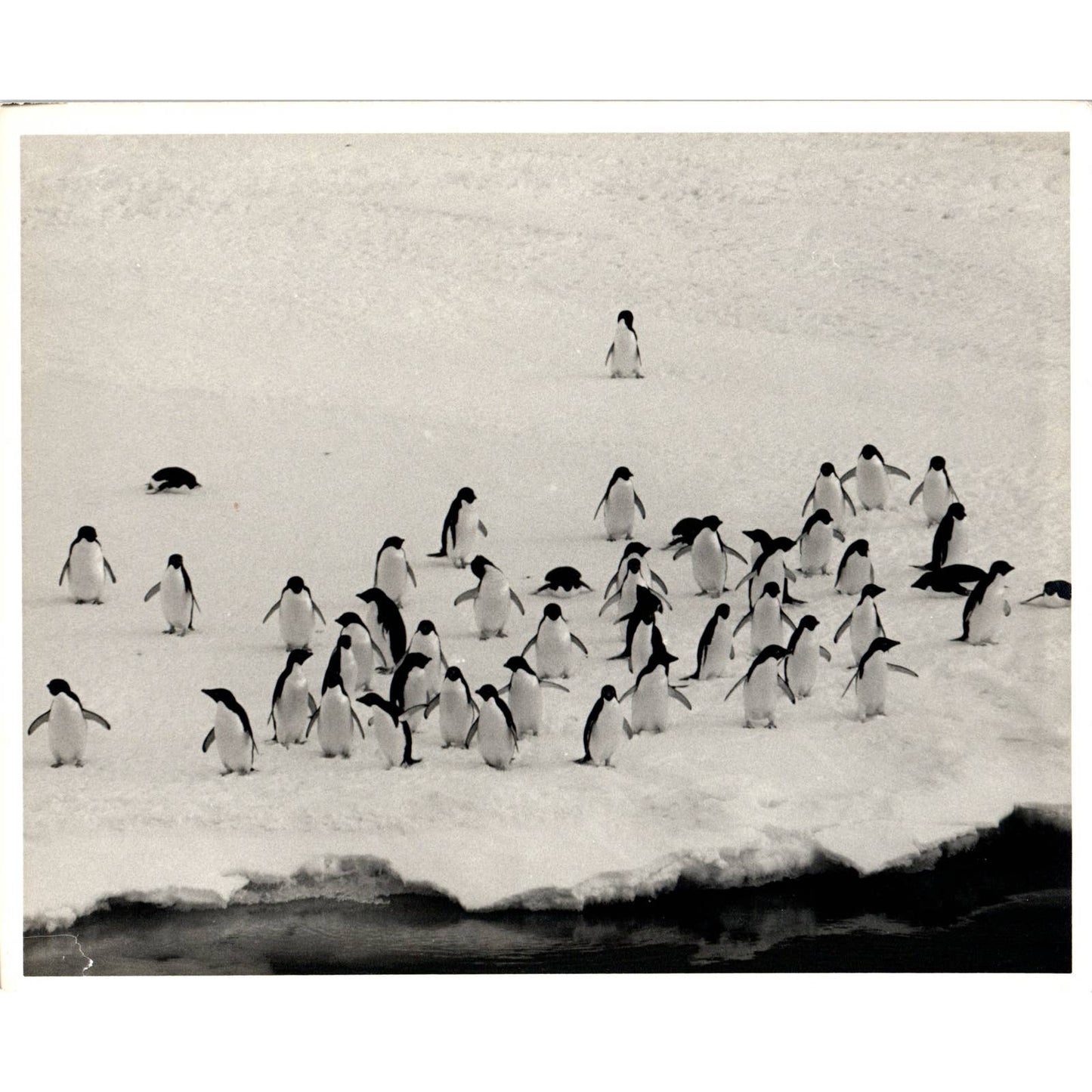 c1970 Original Photograph Waddle of Penguins in the Wild 8x10" AD6