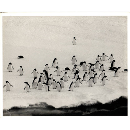 c1970 Original Photograph Waddle of Penguins in the Wild 8x10" AD6