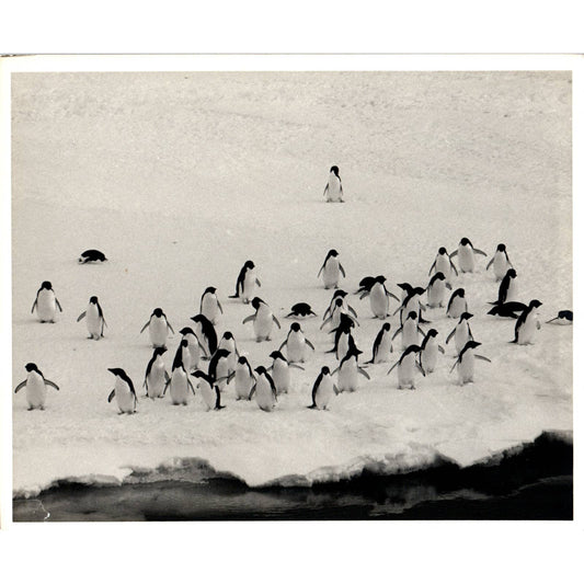 c1970 Original Photograph Waddle of Penguins in the Wild 8x10" AD6