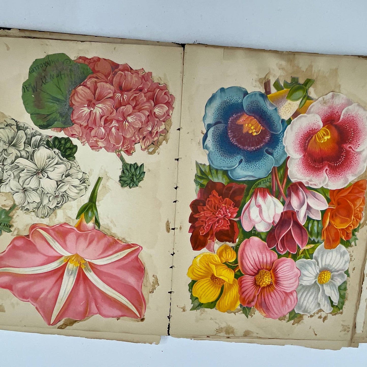 1880s -1910s LOADED Victorian Scrapbook From Richmondville NY TG3