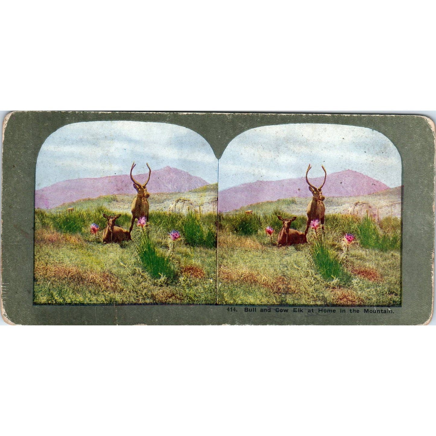 Victorian Hunting "Bull and Cow in the Mountain" Antique Stereoview Card TJ1-C1