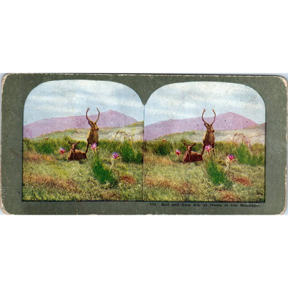 Victorian Hunting "Bull and Cow in the Mountain" Antique Stereoview Card TJ1-C1