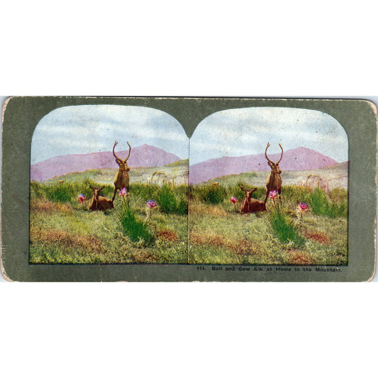 Victorian Hunting "Bull and Cow in the Mountain" Antique Stereoview Card TJ1-C1