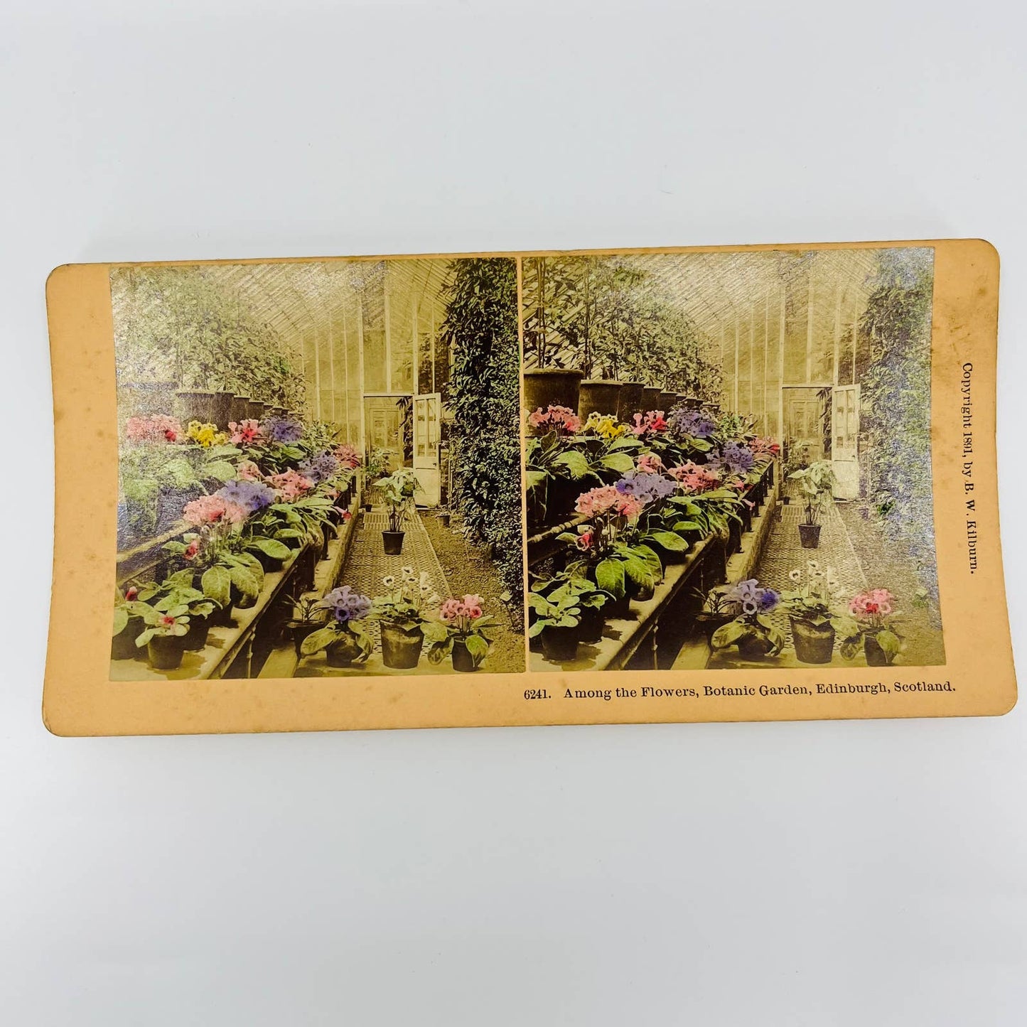 1891 Stereoview Hand Tinted Among The Flowers Botanic Gardens Edinburgh Scotland