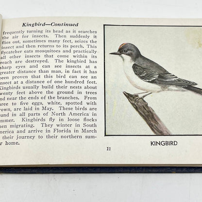 1931 The Blue Book Of Birds Of America By Frank G. Ashbrook TF9