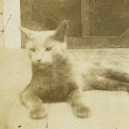 Early 1900s RPPC Kitty Cat Laying Down on Porch PA9