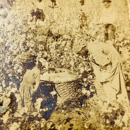 1895 Stereoview Card Freedmen Sharecroppers Working on Cotton Plantation Georgia