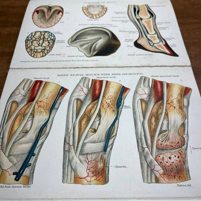 Early 1900s Anatomy of a Horse Fold Out Vibrant Lithograph 8 Panels 8 x 5” A4