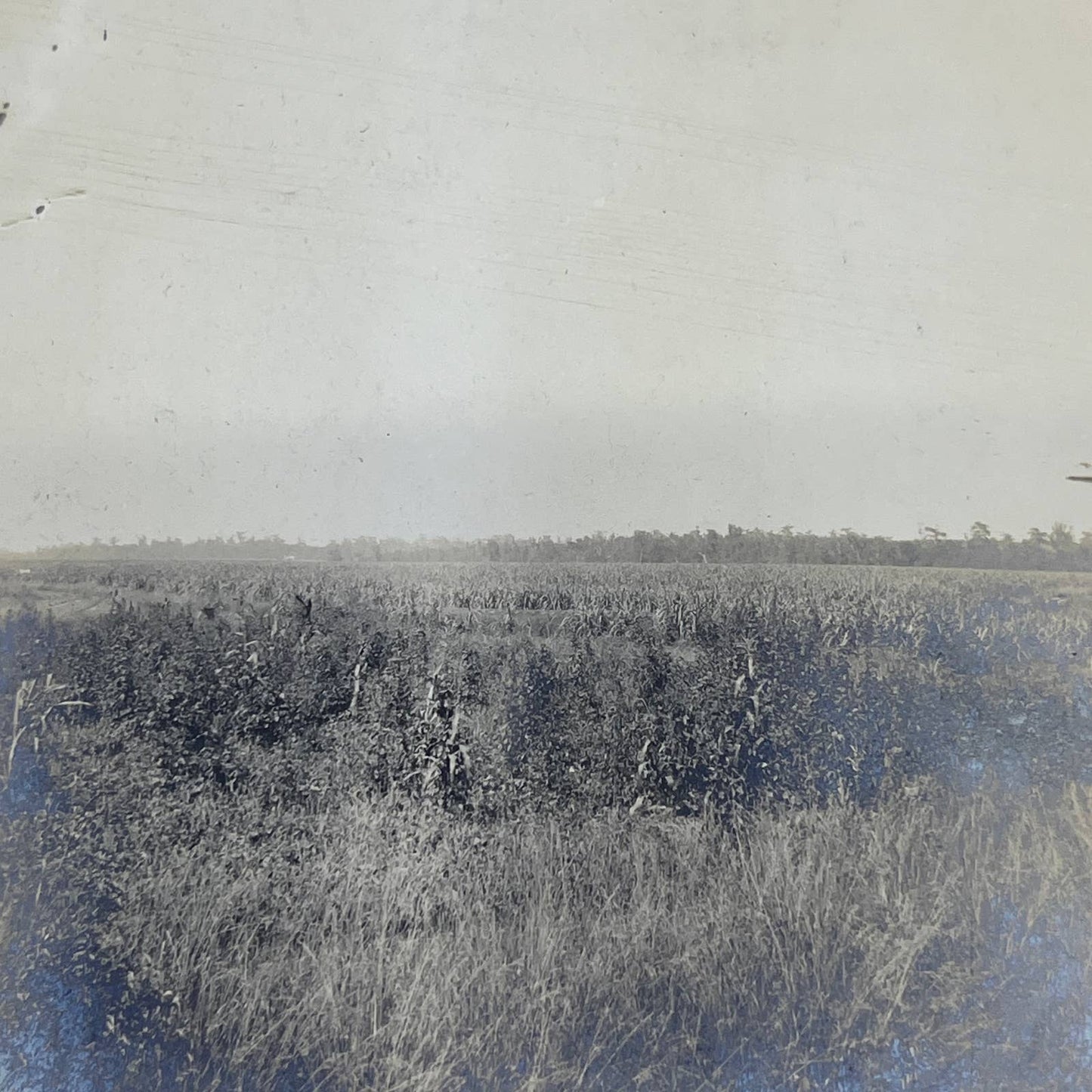 1903 Original Sepia Photograph View of Rice Fields in Louisiana AC7