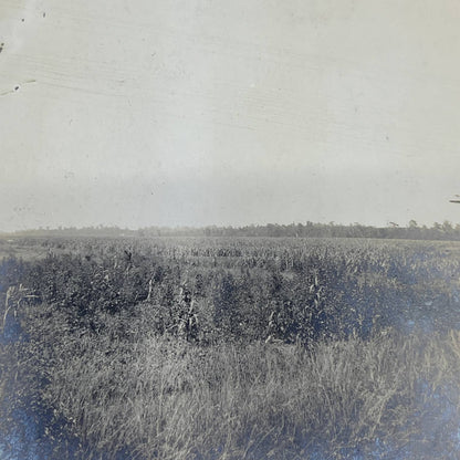 1903 Original Sepia Photograph View of Rice Fields in Louisiana AC7