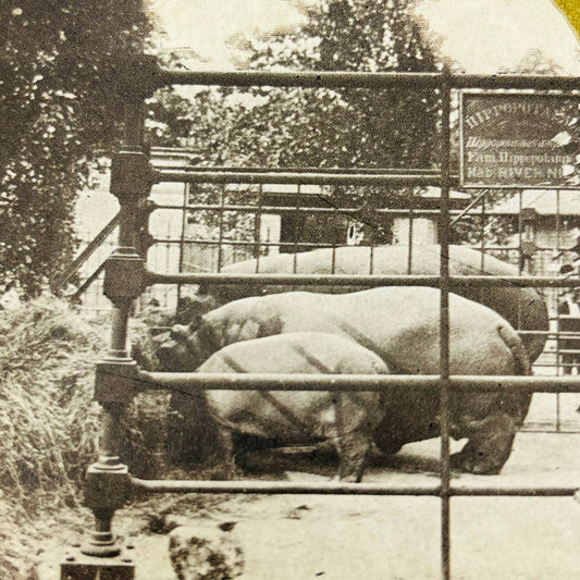 c1890 Stereoview Card A Hippopotamus Family Central Park New York NY