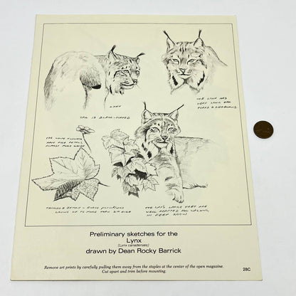 Vintage Art Print Lynx Canadenses Dean Rocky Barrick 8.5 x 11 AA8