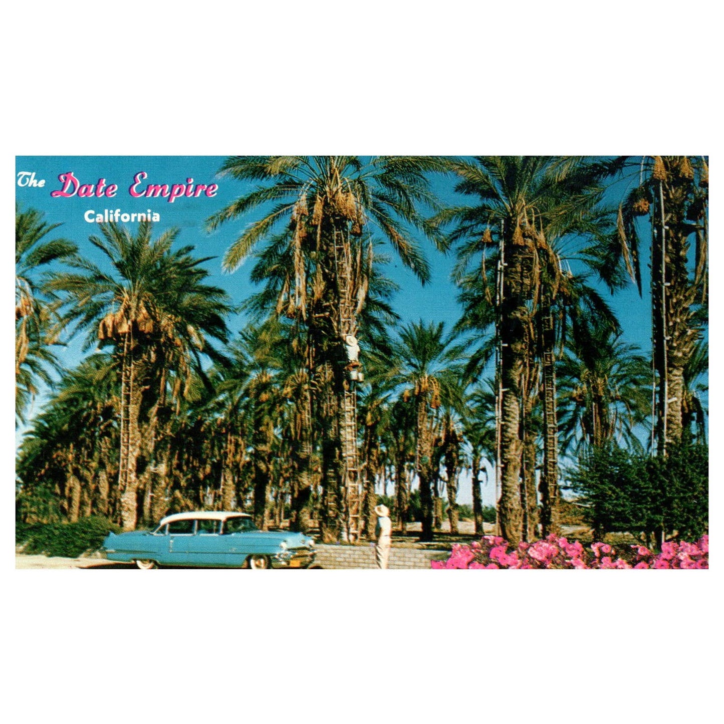 Vintage Postcard - Date Harvest - Indio California AD9