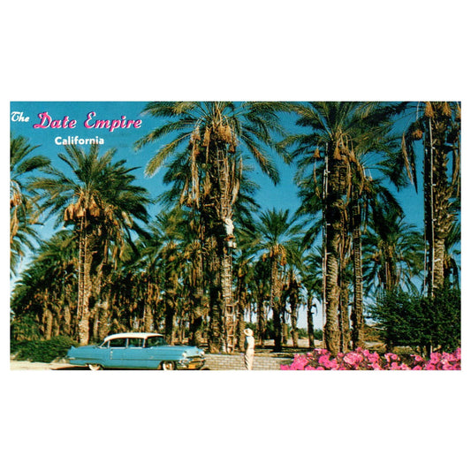 Vintage Postcard - Date Harvest - Indio California AD9