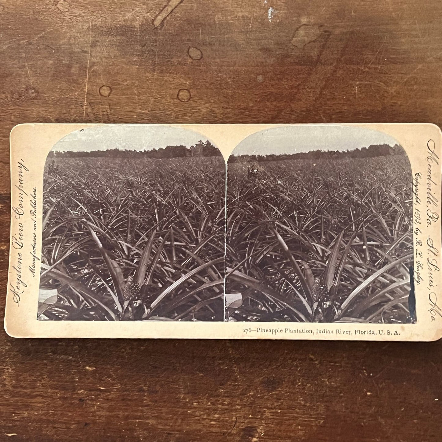 Pineapple Plantation Indian River Florida 1893 Antique Stereoview Card TJ9-V3