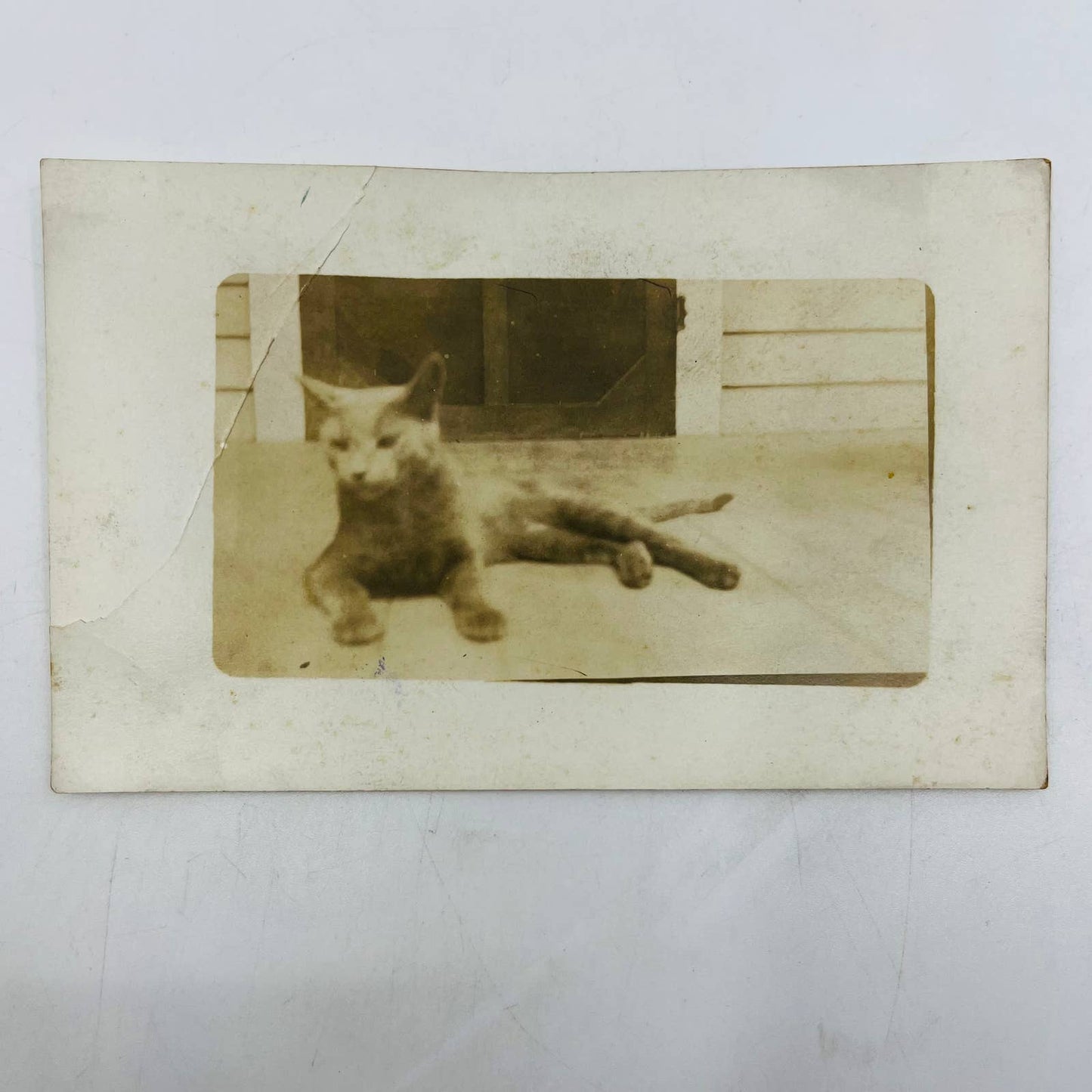 Early 1900s RPPC Kitty Cat Laying Down on Porch PA9