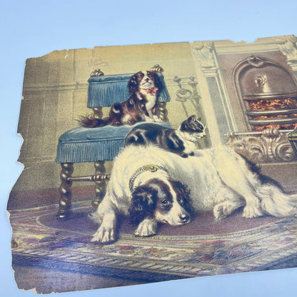 1880s Victorian Print Great Pyrenees King Charles Cavalier Spaniel Cat 10x13 FL1