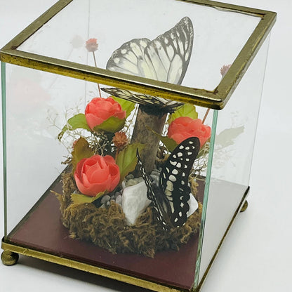 Vintage Taxidermy Butterfly Mounted Glass Box Terrarium Price Products 4.5” TD5