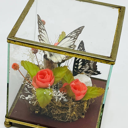 Vintage Taxidermy Butterfly Mounted Glass Box Terrarium Price Products 4.5” TD5