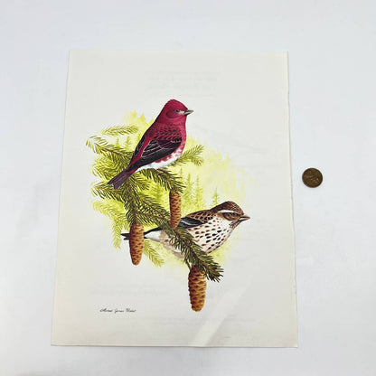 Vintage Art Print Purple Finch Michael James Riddet 8.5 x 11 AA8