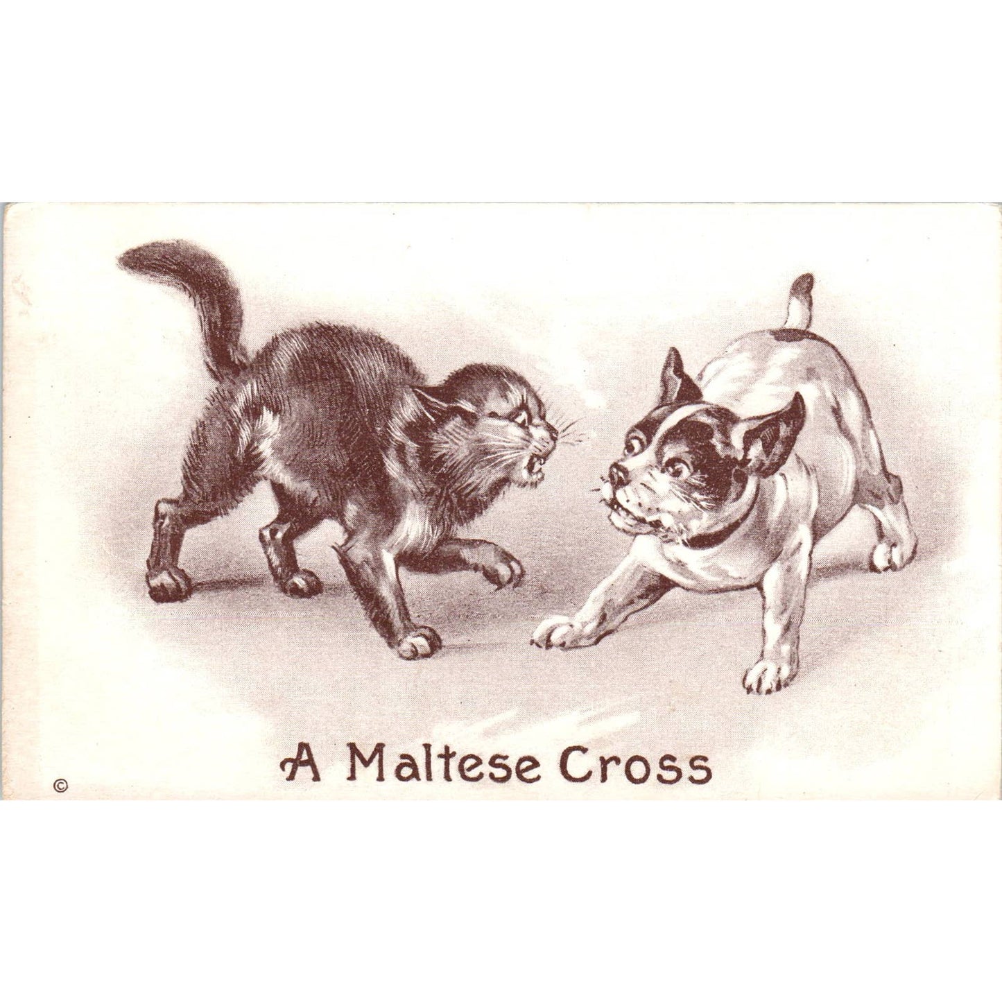 c1910 Comic Postcard A Maltese Cross Dog and Cat Fighting EA3