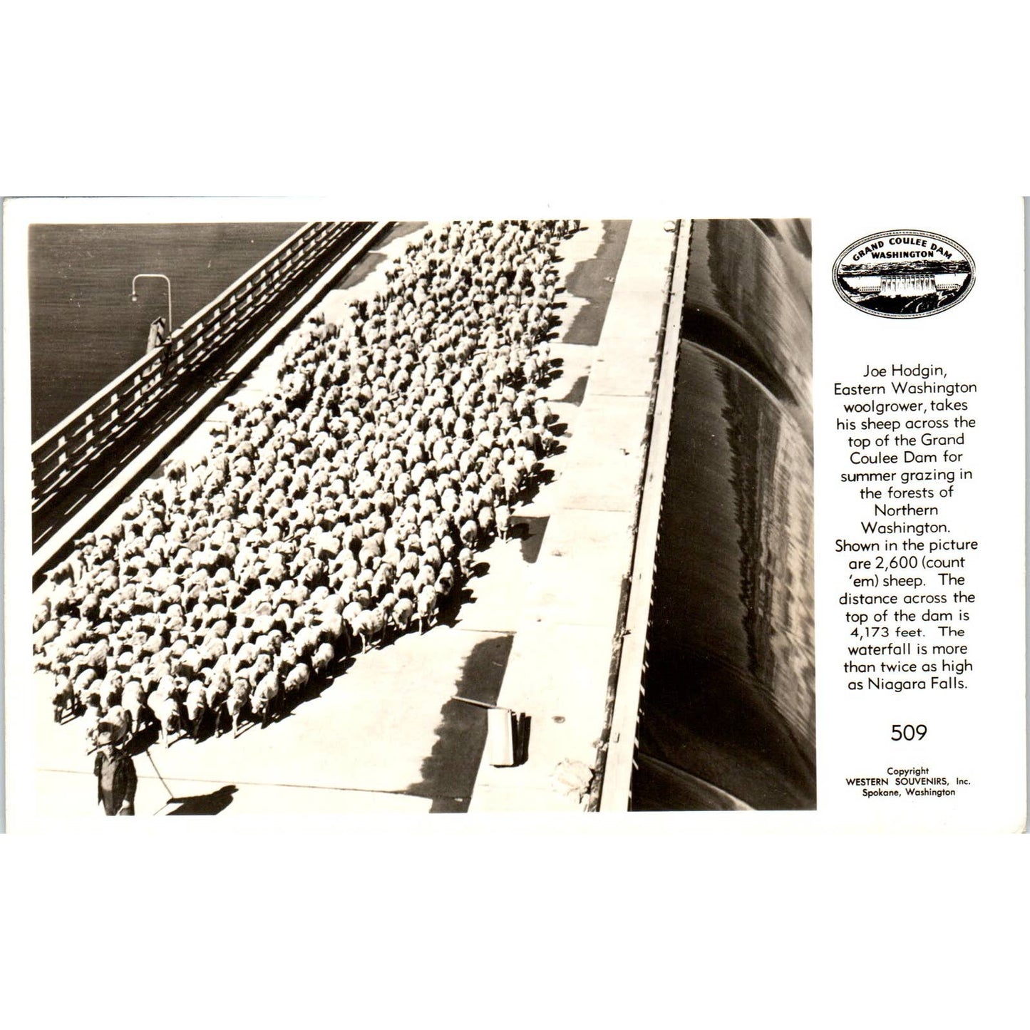 Vintage Postcard Joe Hodgin Woolgrower Takes Sheep Across Coulee Dam TD9-W2