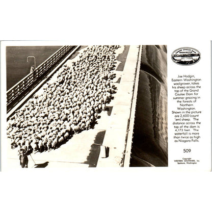 Vintage Postcard Joe Hodgin Woolgrower Takes Sheep Across Coulee Dam TD9-W2