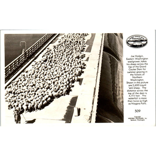 Vintage Postcard Joe Hodgin Woolgrower Takes Sheep Across Coulee Dam TD9-W2