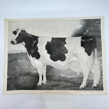 1923 Holstein-Friesian Cow Print: A Familiar Friend, The Cow 9x12” FL3