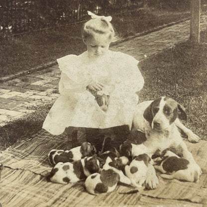 c1900 Stereoview Card Victorian Girl Playing With Puppies SD6