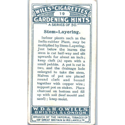 1923 Wills Cigarette Card Gardening Hints #19 Stem-Layering SE5