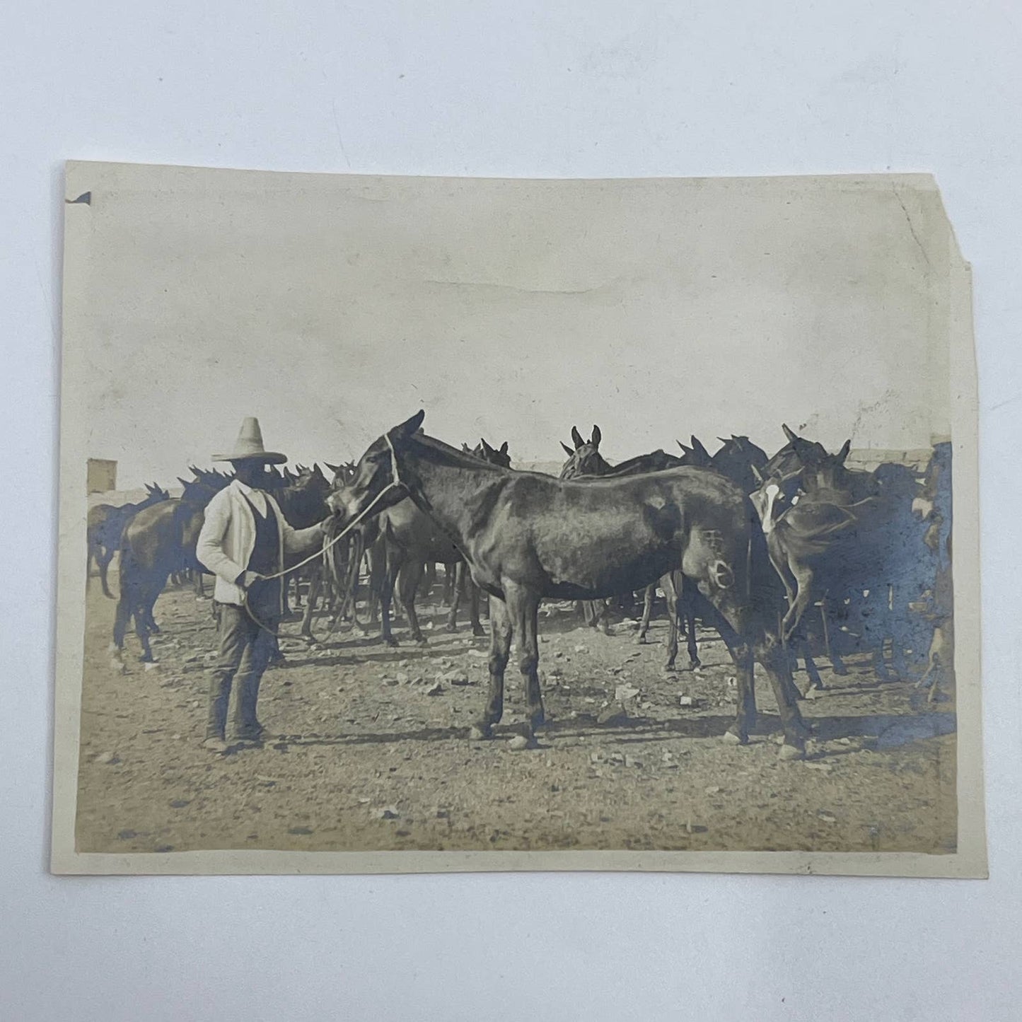 1903 Original Sepia Photograph Farmer & Mule at Hacienda Tetillas Zacatecas AC7