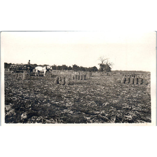 Antique RPPC Postcard Farmer in Horse Drawn Cart Harvesting Potatoes SE8