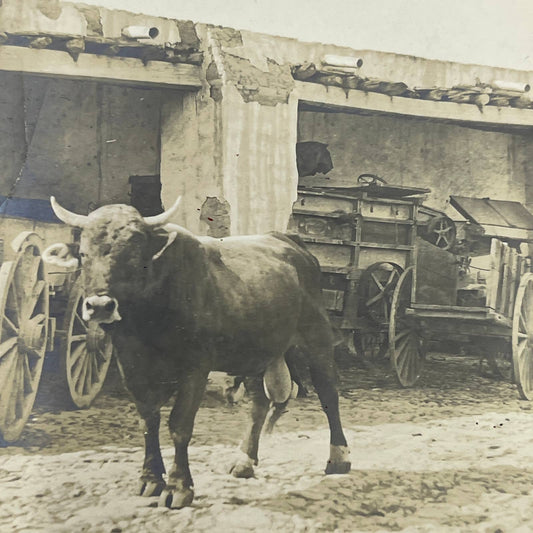 1903 Original Sepia Photograph Ox and Cart at Hacienda Tetillas Zacatecas AC7