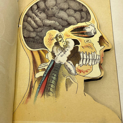 1892 Anatomical Fold-Out Head Skull Brain 6 Sections Bradley & Woodruff AC8