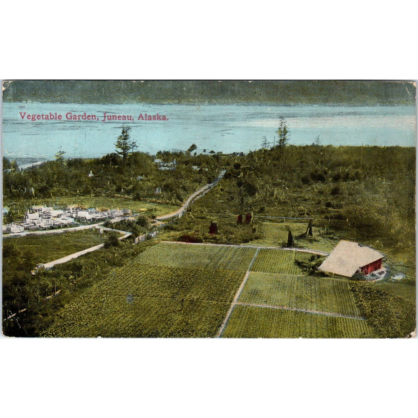 c1920 Vegetable Garden Juneau Alaska Original Postcard TK1-30
