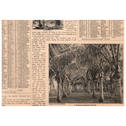 A Scene in Tropical Florida 6x8" Original Engraving 1899 TJ8-7