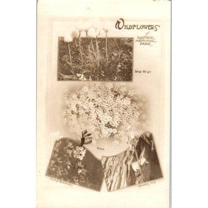 Antique Postcard Wildflowers of Rainier National Park Washington TD9