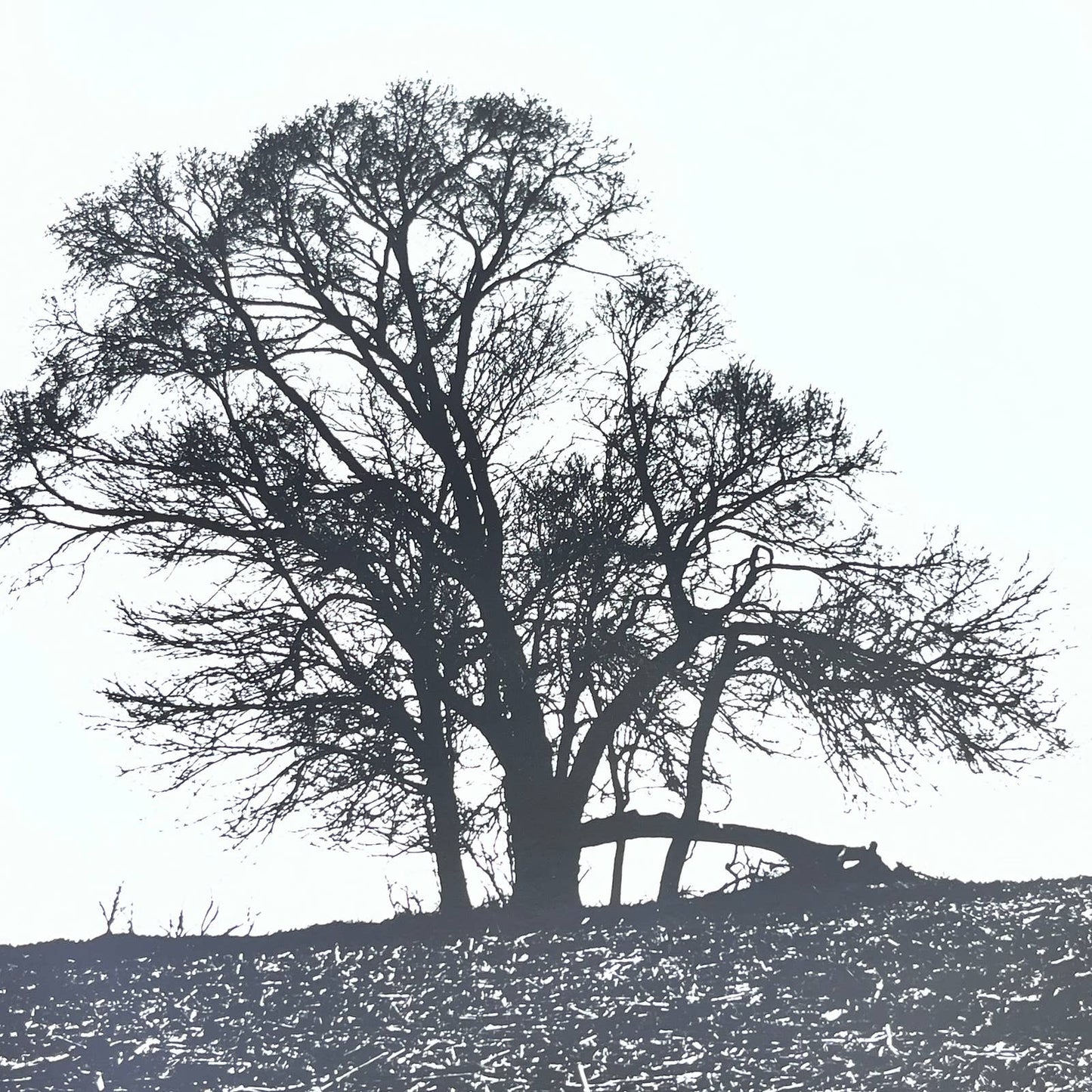 Vtg Original Art B&W Photo Tree Silhouette Randolph Allen Kennedy 11x14 FL4