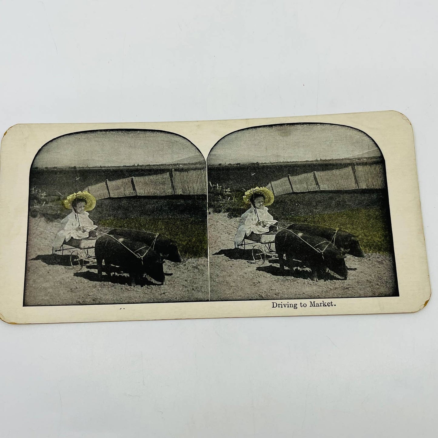 c1890 Stereoview Card Hand Tinted Victorian Girl in Buggy Pulled By Pigs