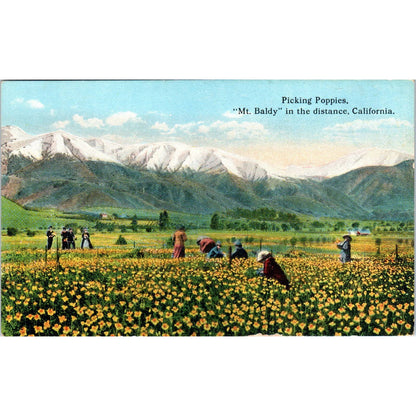 Picking Poppies Near Mt. Baldy California c1910 Original Postcard TK1-P20