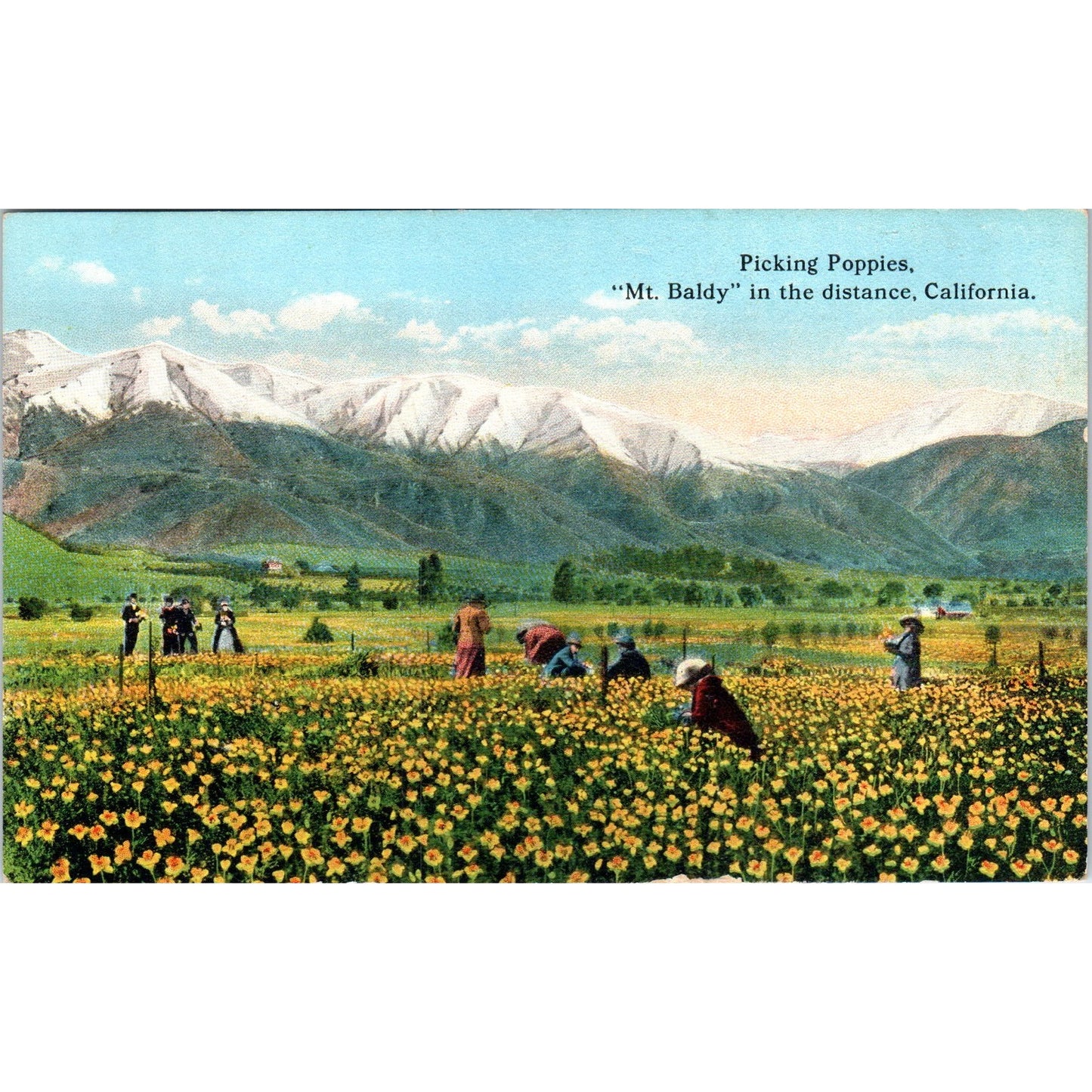 Picking Poppies Near Mt. Baldy California c1910 Original Postcard P1-15