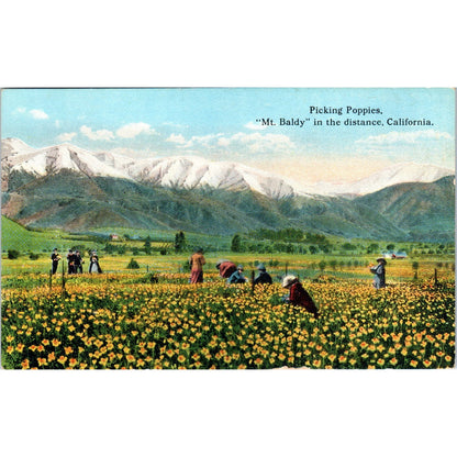 Picking Poppies Near Mt. Baldy California c1910 Original Postcard P1-15