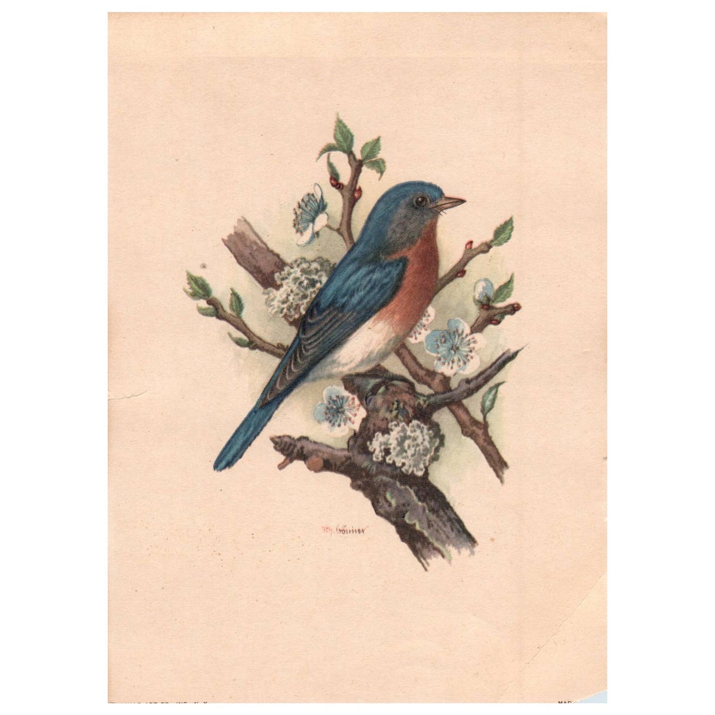 Vintage Bluebird Bird Litho PH Gommer Print USA Donald Art Co. 5x7" AD1