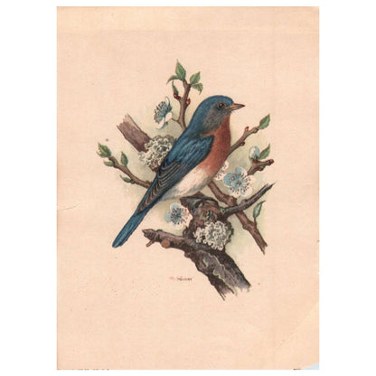 Vintage Bluebird Bird Litho PH Gommer Print USA Donald Art Co. 5x7" AD1