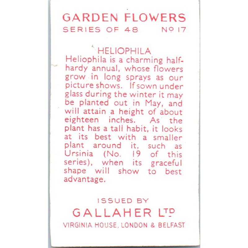 1930s Gallaher Cigarette Card Garden Flowers #17 Heliophila SE5