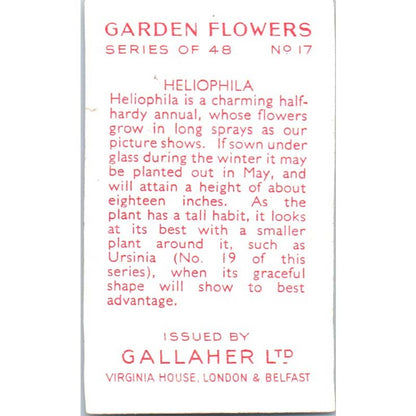 1930s Gallaher Cigarette Card Garden Flowers #17 Heliophila SE5