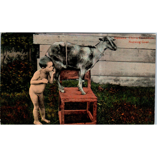 Boy Nursing from Goat Havana Cuba Original Postcard P2-7