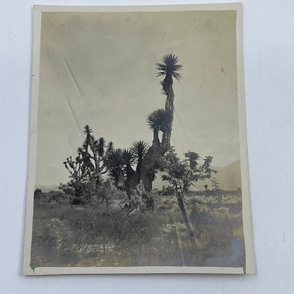 1903 Original Sepia Photograph Tropical Plants Tehuacan Puebla AC7